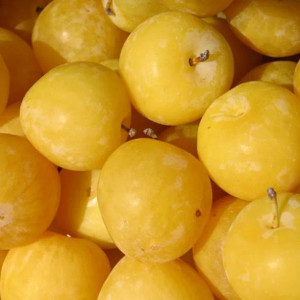 yellow plum 1kg