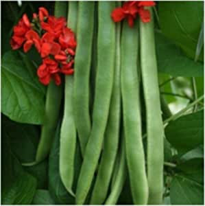 BEANS FRESH 1KG