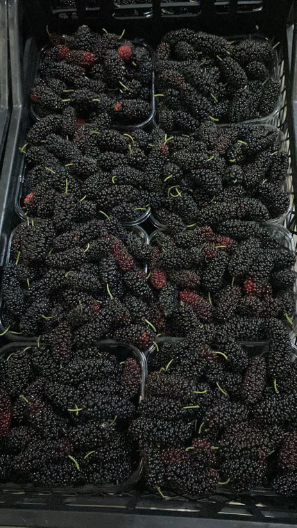 توت  500 غرام